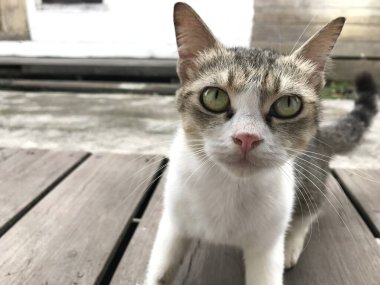 Tombul kedi beyaz ve siyah renk. Hayvan konsepti. hayvan kürkü .