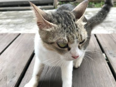 Tombul kedi beyaz ve siyah renk. Hayvan konsepti. hayvan kürkü .