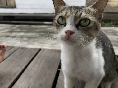 Tombul kedi beyaz ve siyah renk. Hayvan konsepti. hayvan kürkü .