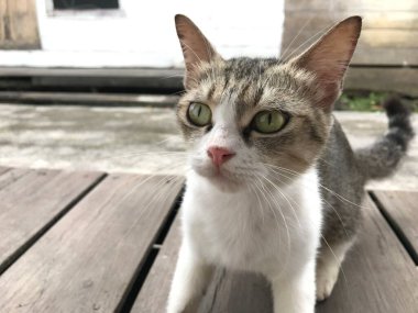 Tombul kedi beyaz ve siyah renk. Hayvan konsepti. hayvan kürkü .