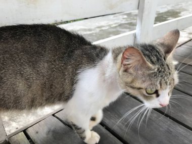 Tombul kedi beyaz ve siyah renk. Hayvan konsepti. hayvan kürkü .