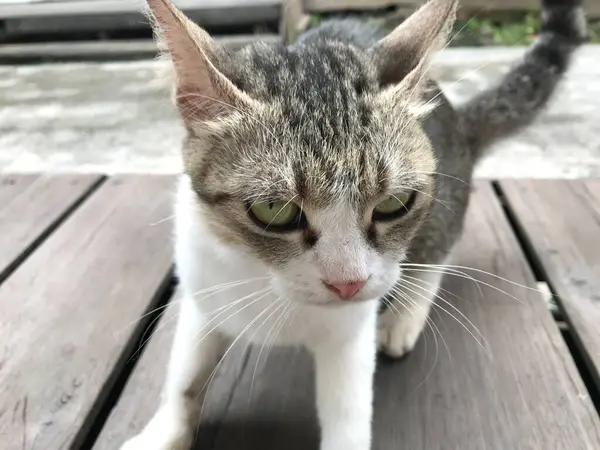 Tombul kedi beyaz ve siyah renk. Hayvan konsepti. hayvan kürkü .