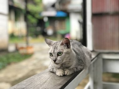 Yeşil gözlü gri bir kedi bulanık bir arka planda oturuyor. Kedinin gözleri tamamen açık, meraklı ve tetikte görünmesini sağlıyor.