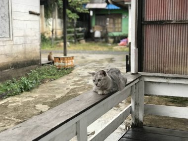 Yeşil gözlü gri bir kedi bulanık bir arka planda oturuyor. Kedinin gözleri tamamen açık, meraklı ve tetikte görünmesini sağlıyor.