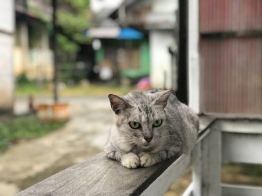 Yeşil gözlü gri bir kedi bulanık bir arka planda oturuyor. Kedinin gözleri tamamen açık, meraklı ve tetikte görünmesini sağlıyor.