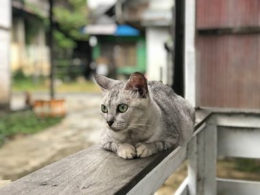 Yeşil gözlü gri bir kedi bulanık bir arka planda oturuyor. Kedinin gözleri tamamen açık, meraklı ve tetikte görünmesini sağlıyor.