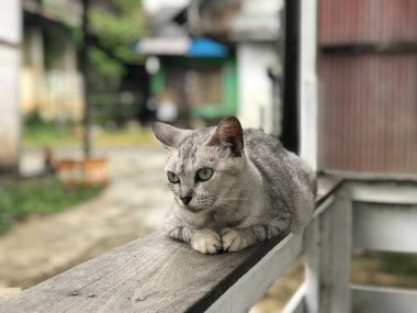 Yeşil gözlü gri bir kedi bulanık bir arka planda oturuyor. Kedinin gözleri tamamen açık, meraklı ve tetikte görünmesini sağlıyor.