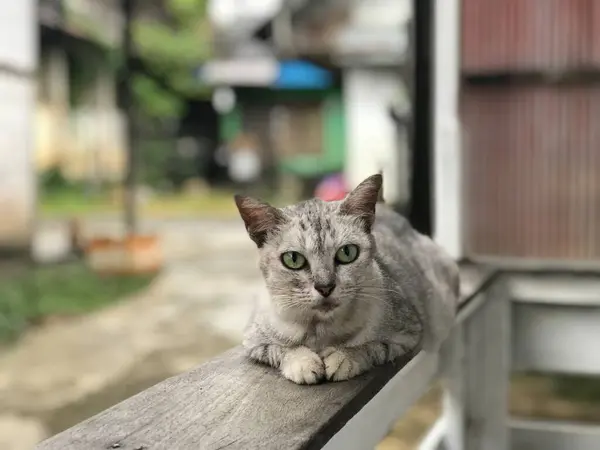 Yeşil gözlü gri bir kedi bulanık bir arka planda oturuyor. Kedinin gözleri tamamen açık, meraklı ve tetikte görünmesini sağlıyor.