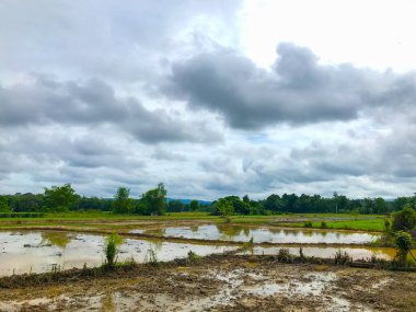 Bulutlu çamurlu pirinç tarlaları
