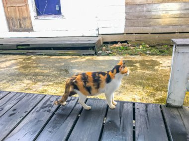 Geleneksel köydeki sevimli kedi. Üç renkli kedi..