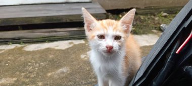 Sokaktaki turuncu ve beyaz kedi. Şirin yerel kedi