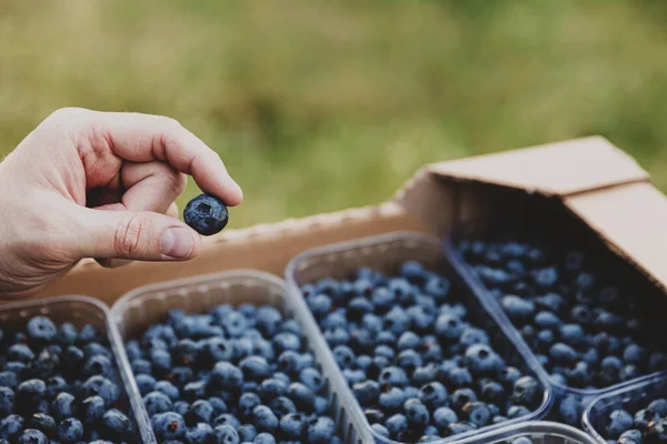 Close up of fingers holding a single blueberry on background with blueberry boxes for shipping. Concept of berry cultivation, shipping, delivery. Ripe blue berry between fingertips. Copy space area