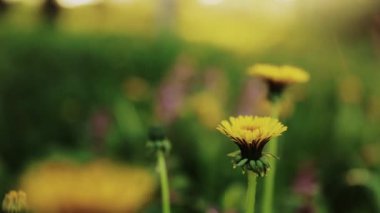 Young yellow dandelion flowers on green meadow windy blurred background. Medicinal, useful wild plants. Herbal medicine. Summer macro. Nature of earth in all its beauty. High quality FullHD footage
