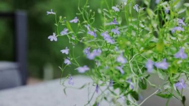 Relaxing time on the terrace. Flowerpot with blue flowers on the table. High quality FullHD footage