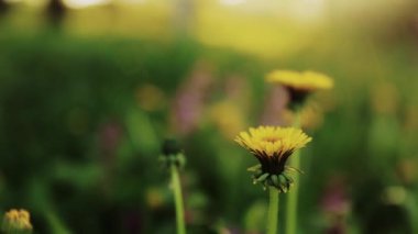 Young yellow dandelion flowers on green meadow windy blurred background. Medicinal, useful wild plants. Herbal medicine. Summer macro. Nature of earth in all its beauty. High quality FullHD footage