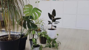 Woman is watering different flower pots with green plants at home using sprayer or sprinkler. Caring various flowers in house, housewife is householding. White interior. High quality FullHD footage