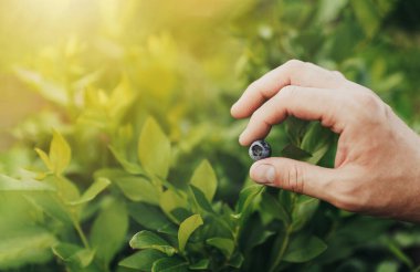 Çiftçilerin el ele tutuşması ve çalılık arka planda tek böğürtlen sunumu. Bahçedeki çalılıklardan ya da meyve tarlalarından olgun yabanmersini topluyorum. Hasat veya organik tarım konsepti. Boşluğu kopyala