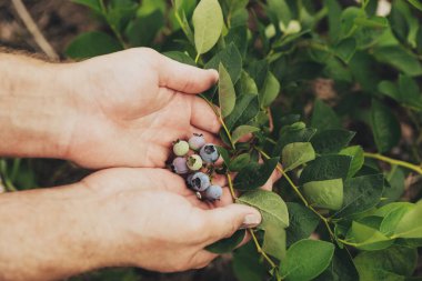 Erkek çiftçinin eli, taze yaban mersini dalını ya da ev yapımı bahçedeki çalıları ya da meyve tarlasını gösteriyor. Hasat sezonu ya da organik tarım konsepti. Metin için alanı kopyala