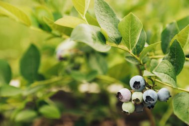 Çalı dalından taze olgun yaban mersininin yakın plan çekimi ya da ev yapımı bahçe ya da meyve tarlasında çalılık. Hasat sezonu ya da organik tarım konsepti. Uzayı metin için kopyala. Bitki bakımı, gübreler.