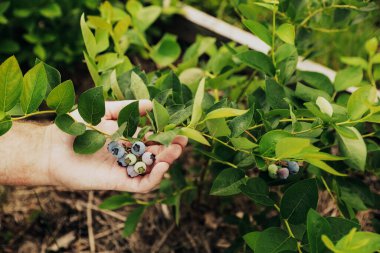 Çiftçi adamın eli, çalılıklardan taze böğürtlen toplarken ya da ev yapımı bahçelerde ya da meyve tarlalarında çalı çırpı toplarken yakından görülüyor. Hasat mevsimi konsepti. Metin için alanı kopyala