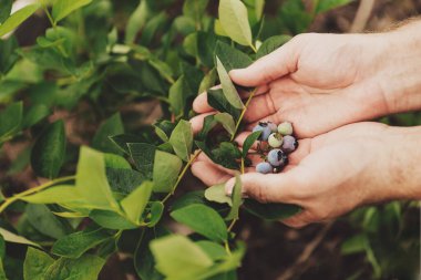 İnsan çiftçi elinin taze olgun yaban mersini dalını tutarken ya da ev yapımı bahçedeki çalılardan ya da meyve tarlasından çalı tutarken yakın durun. Olgunluk ve sağlıklı yeşil bitkinin çeşitli aşamalarını gösteriyor ve sunuyor.
