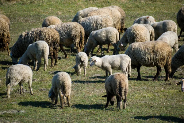 フィールドに羊や子羊の群れ — ストック写真