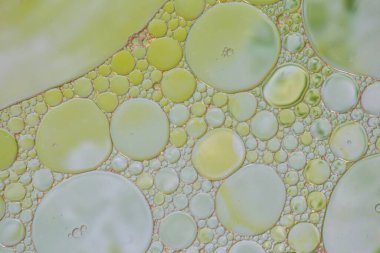 Liquid bubbles , macro bubbles in various colors, abstract backgrounds, oil beauty and science concept background