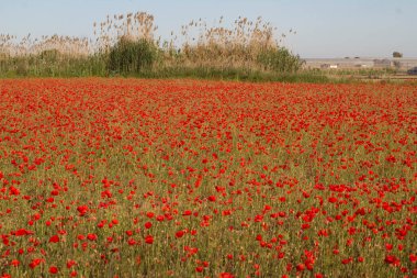 Güzel kırmızı haşhaş tarlası