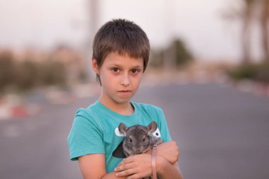 Şirin, gri çinçilya tasmasıyla dışarıda geziyor. Gün batımında küçük bir çocukla birlikte şehir merkezinde.