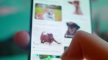 Smartphone in hand, Im looking for information on the internet about funny dog.