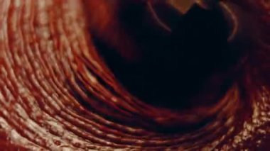 hallucination effect of Favorite chocolate Cake with Nutella Buttercream and Strawberries. Taste USA cuisine.