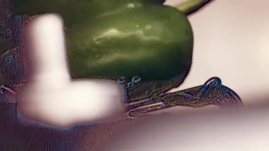 Meksika Bayrağının Renklerinde Bayram Yemeği. Chiles en nogada 'mızı Yuriria, Guanajuato' dan 1950 'lere kadar uzanan eski bir aile tarifine dayandırarak yapıyoruz. Chiles en nogada