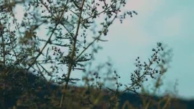 scenic of beautiful sunset light on wind swaying reeds flower.