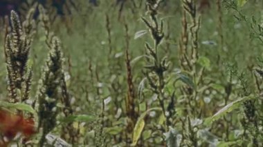scenic of beautiful sunset light on wind swaying reeds flower.
