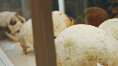 Vitrindeki insan kafatası. Antik korku dükkanı. Korkunç müze kemikleri.