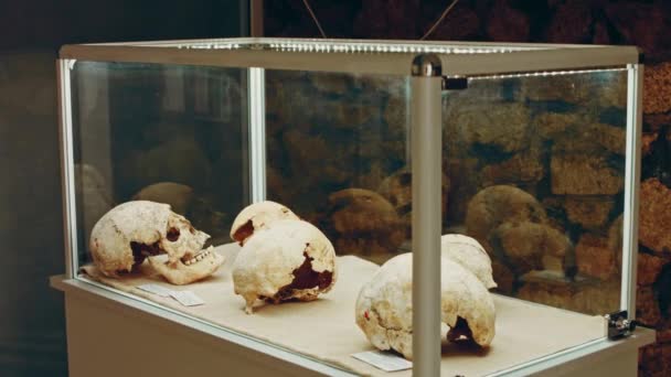 Calavera Humana Escaparate Antigua Tienda Terror Espantosos Huesos Del Museo — Vídeo de stock