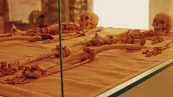 Ludzka Czaszka Gablocie Starożytny Sklep Grozy Straszne Kości Muzealne — Wideo stockowe