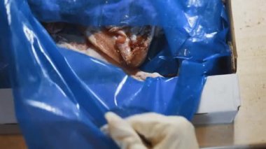 Eldivenli ellerin, donmuş tavuk bacaklarıyla dolu bir kutuyu açtığı yakın çekim görüntüsü. Buzla kaplı donmuş çiğ tavuk eti. 4k video.