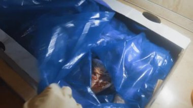 Eldivenli ellerin, donmuş tavuk bacaklarıyla dolu bir kutuyu açtığı yakın çekim görüntüsü. Buzla kaplı donmuş çiğ tavuk eti. 4k video.