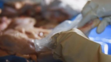 Eldivenli ellerin yakın plan görüntüsü tavuk bacağını bir kutudan ayrı plastik poşetlere paketliyor. Evde daha fazla kullanılmak üzere dondurulmuş etin süreci. 4K video.