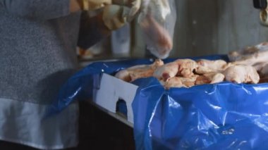 Eldivenli ellerin yakın plan görüntüsü tavuk bacağını bir kutudan ayrı plastik poşetlere paketliyor. Evde daha fazla kullanılmak üzere dondurulmuş etin süreci. 4K video.