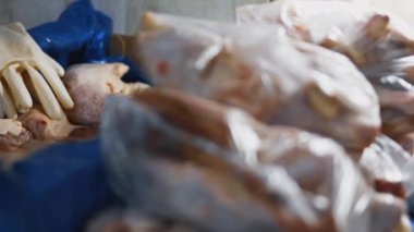 Eldivenli ellerin yakın plan görüntüsü tavuk bacağını bir kutudan ayrı plastik poşetlere paketliyor. Evde daha fazla kullanılmak üzere dondurulmuş etin süreci. 4K video.