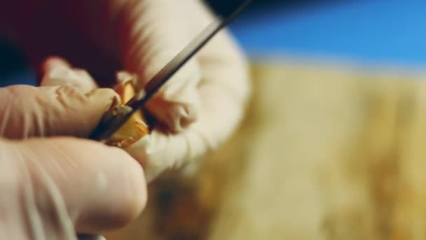 Video Ein Junger Mann Zerkleinert Knoblauch Einer Manuellen Knoblauchpresse Auf — Stockvideo