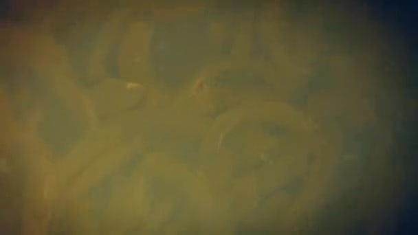 在油中细碎洋葱 4K视频 — 图库视频影像