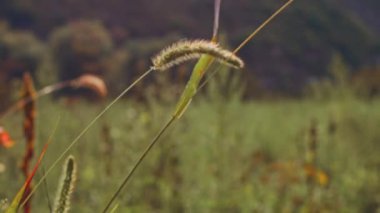 scenic of beautiful sunset light on wind swaying reeds flower.