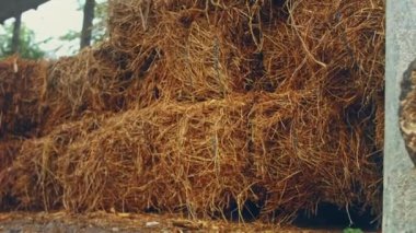 Mammal animal eat at cowhouse outdoor in summer day. Brown cows stand in stall on dairy farm factory. Hay with pounded cereal grain seeds.
