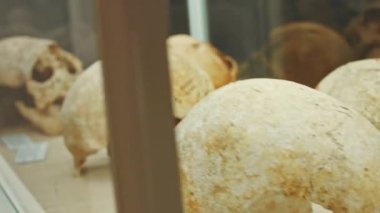 Vitrindeki insan kafatası. Antik korku dükkanı. Korkunç müze kemikleri.