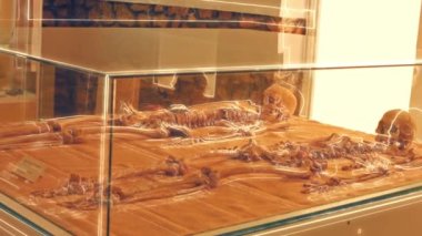 Vitrindeki insan kafatası. Antik korku dükkanı. Korkunç müze kemikleri.