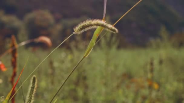Scenic Beautiful Sunset Light Wind Swaying Reeds Flower — Stockvideo