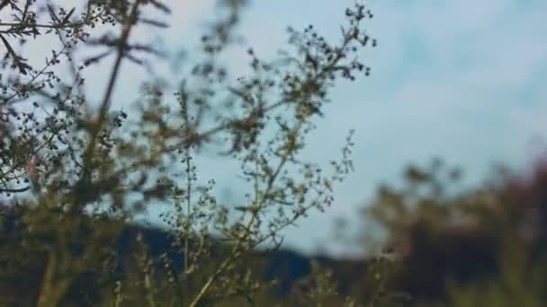 Scenic Beautiful Sunset Light Wind Swaying Reeds Flower — Stockvideo